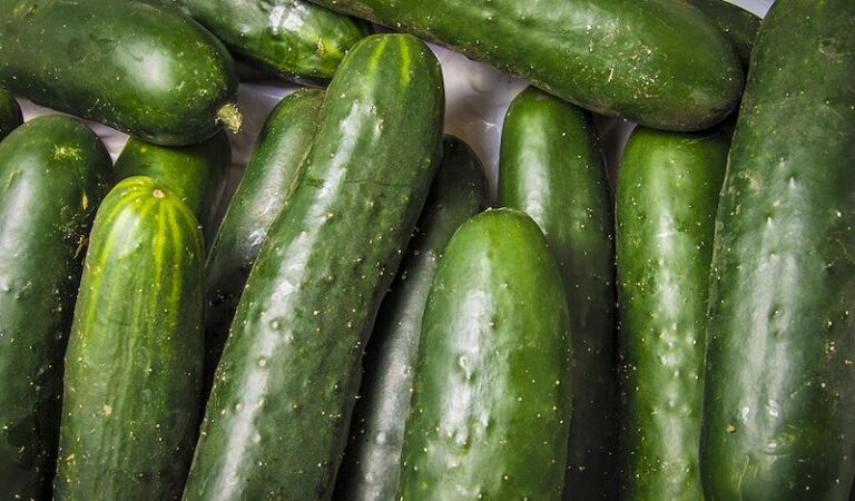 Crisp and Cool: 15 Surprising Health Benefits of Cucumbers