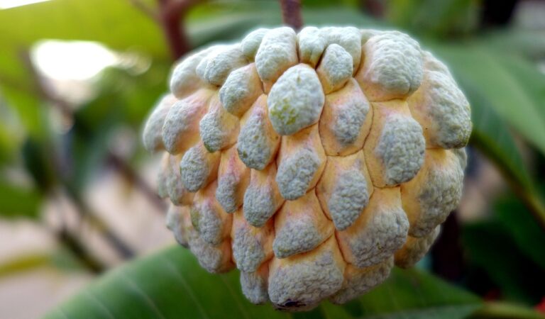 The Sweet Delight of Custard Apples: Nature’s Creamy Gift