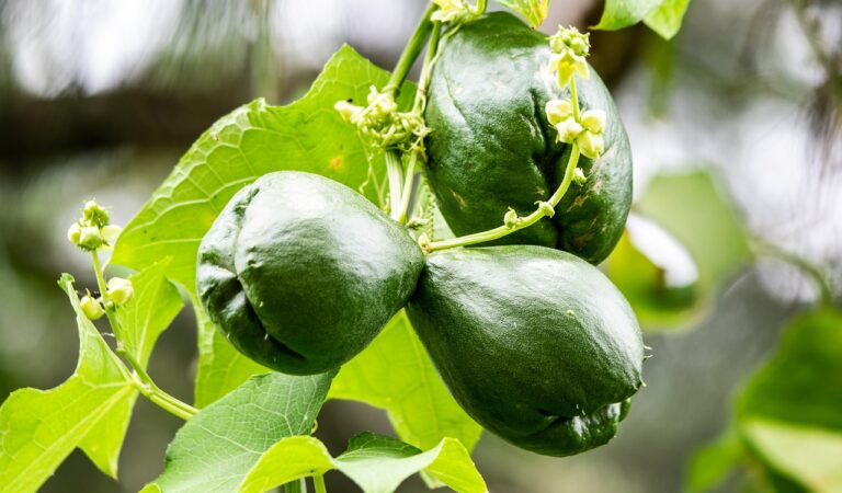 Chayote: The Versatile and Nutrient-Rich Vegetable