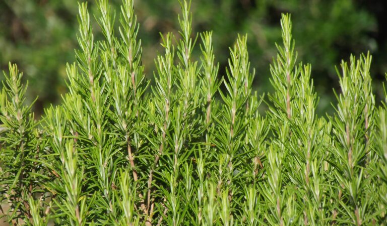 Rosemary: A Herb with Health at Heart